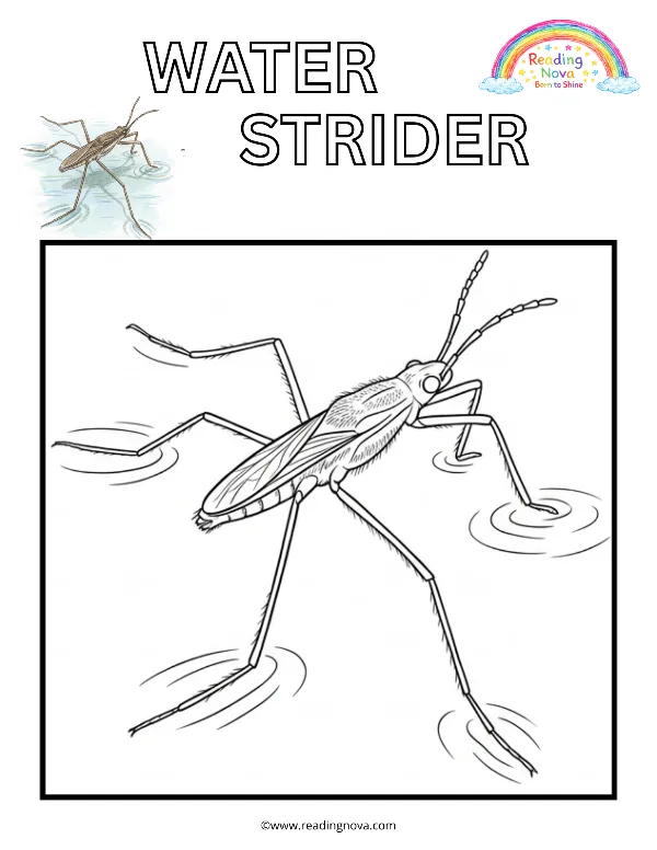 Free colouring page: Water Strider