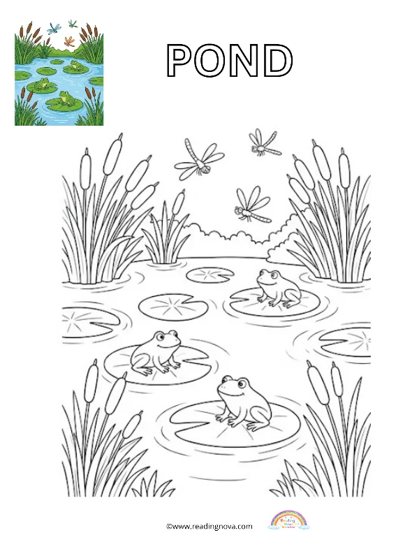 Free colouring page: Pond