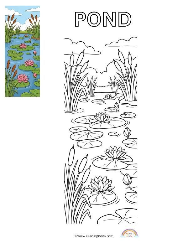 Free colouring page: Pond