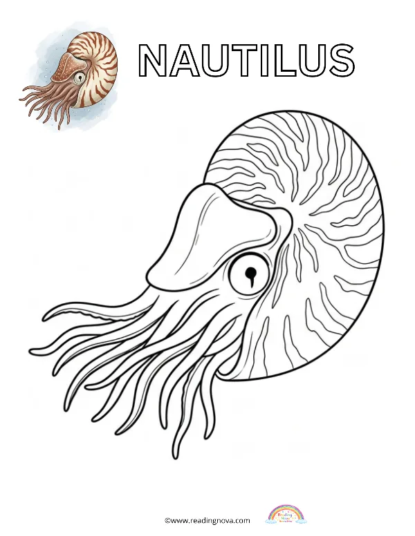 Free colouring page: Nautilus