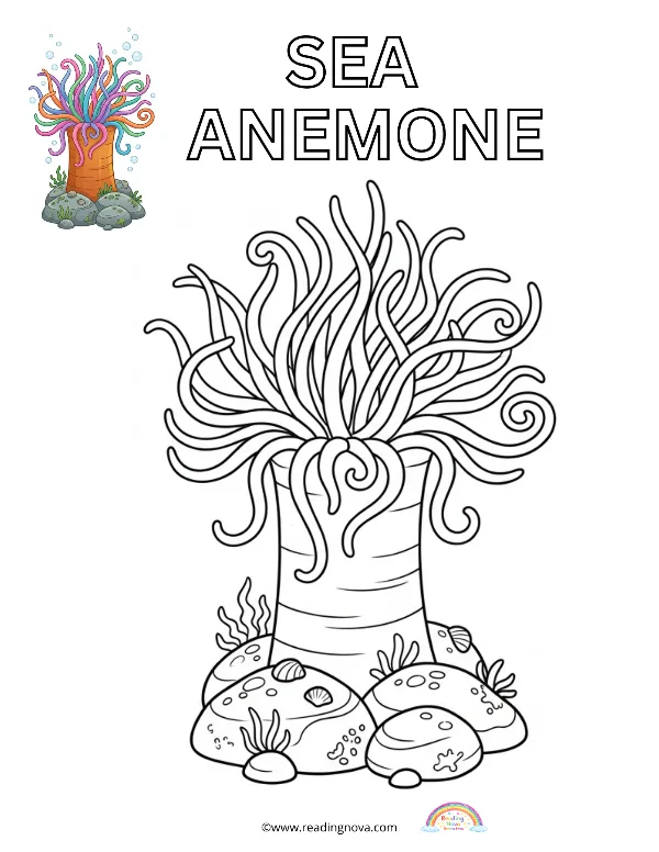 Free colouring page: Sea Anemone