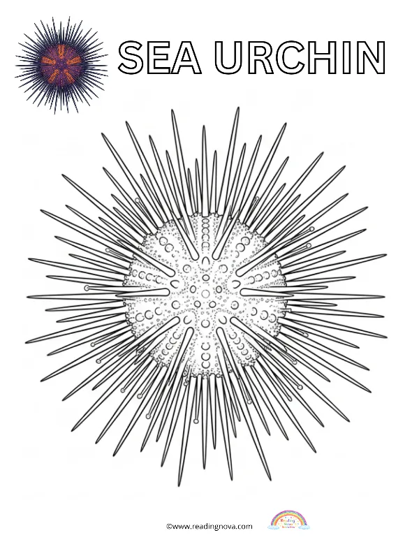 Free colouring page: Sea Urchin