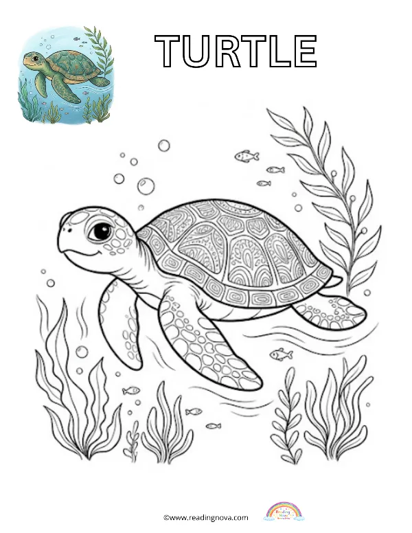 Free colouring page: Turtle