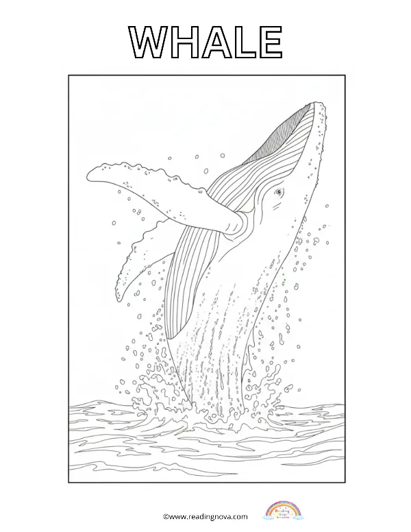 Free colouring page: Whale