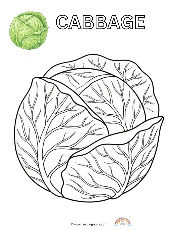 Free colouring page: Cabbage