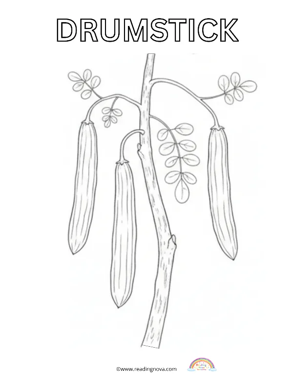 Free colouring page: Drumstick
