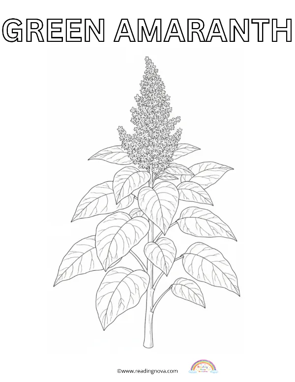 Free colouring page: Green Amaranth