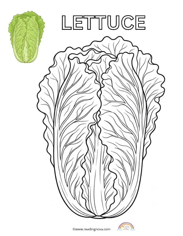 Free colouring page: Lettuce