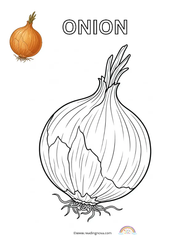 Free colouring page: Onion