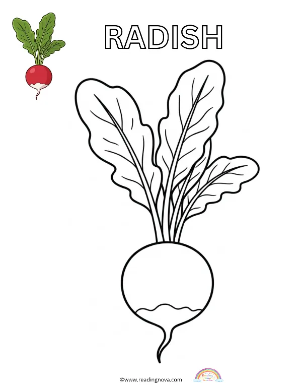 Free colouring page: Radish