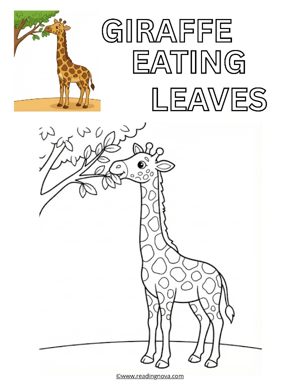Free colouring page: Giraffe Eating