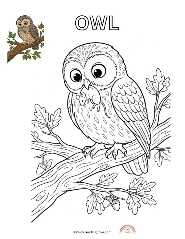 Free colouring page: Owl