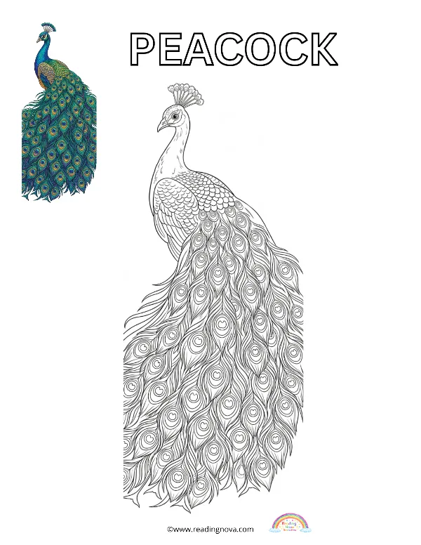 Free colouring page: Peacock