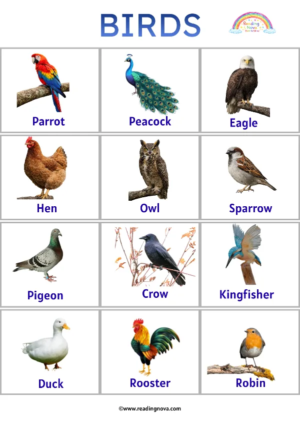 Free poster: Birds