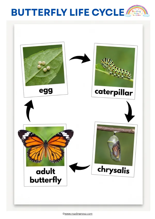 Free poster: Butterfly Life Cycle