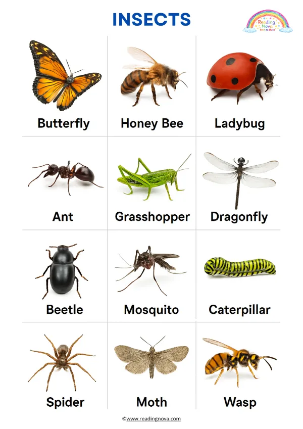 Free poster: Insects