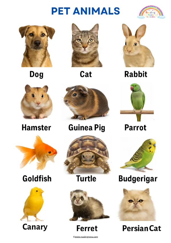 Free poster: Pet Animals