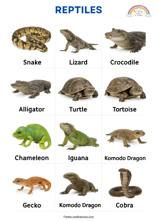 Free poster: Reptiles