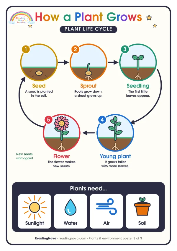 Free poster: How a Plant Grows