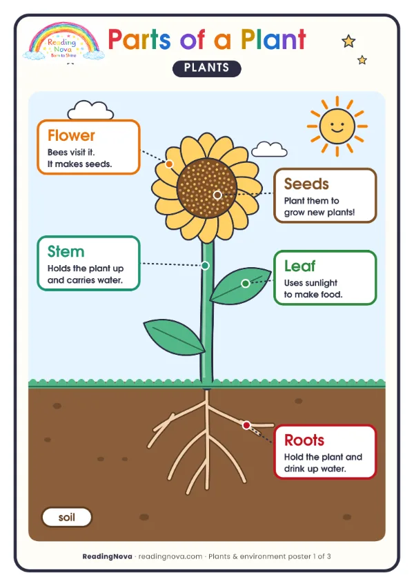 Free poster: Parts of a Plant