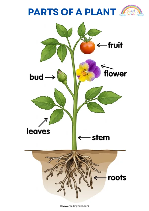 Free poster: Parts Of Plant