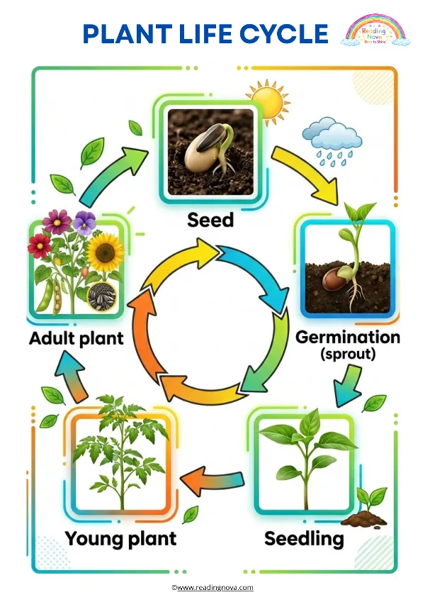 Free poster: Plant Life Cycle
